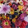 Große Auswahl an bunten Blumen bei Ihrem Blumenlädchen in Kerpen.
